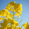 二宮　吾妻山公園菜の花．４