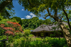 浄智寺　庭①