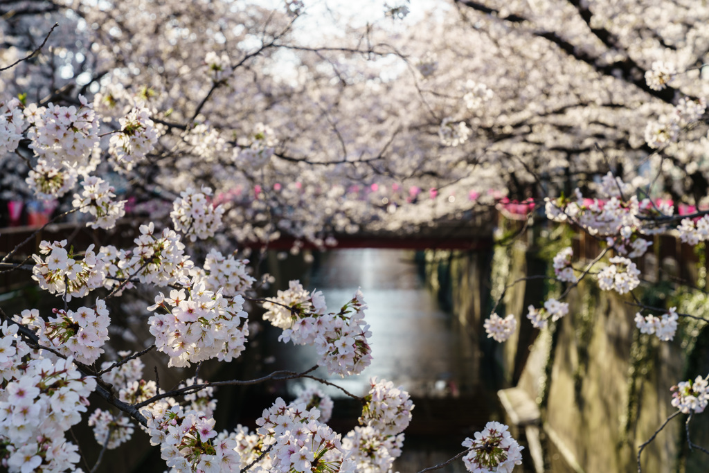 目黒川沿い桜２（DSC07620）