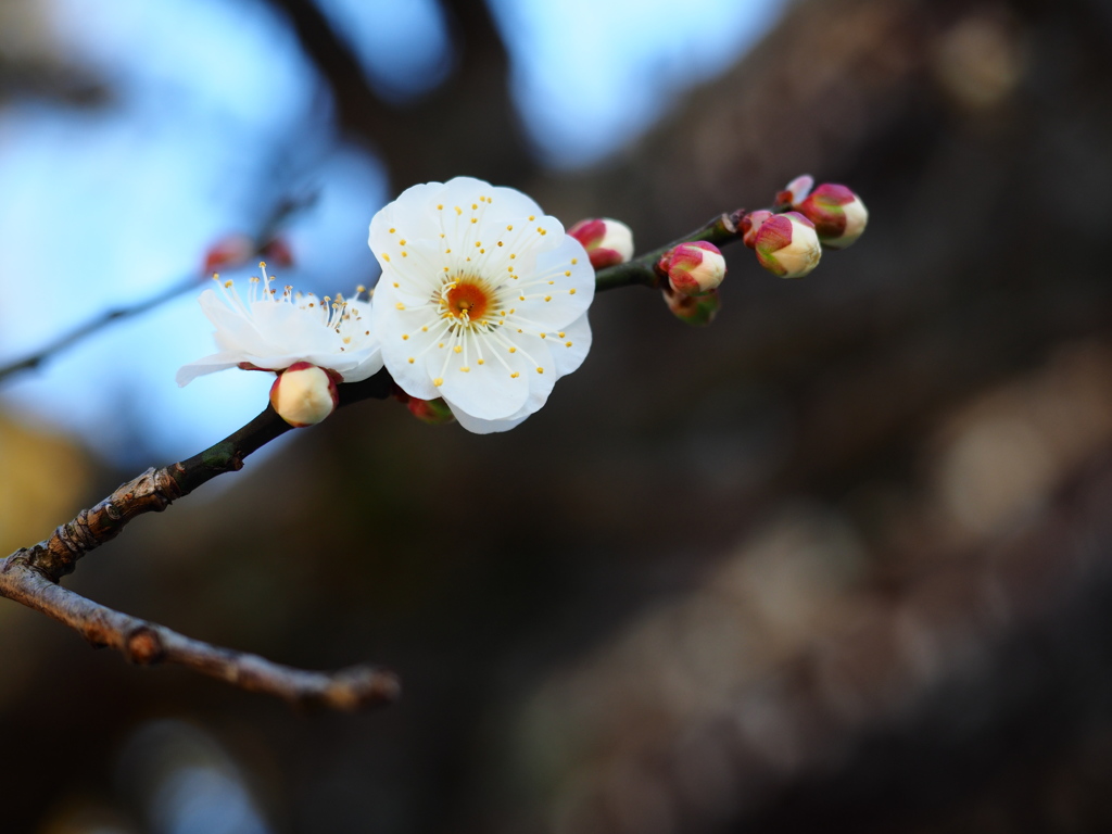 鎌倉　円覚寺　６