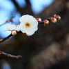 鎌倉　円覚寺　６