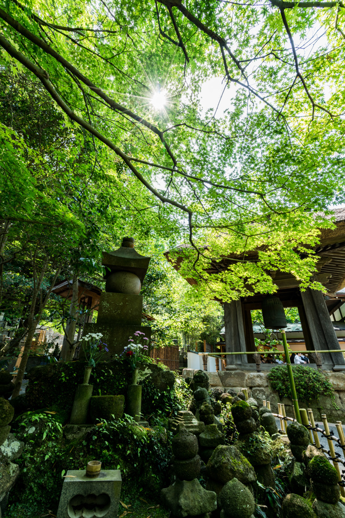 報国寺　光条