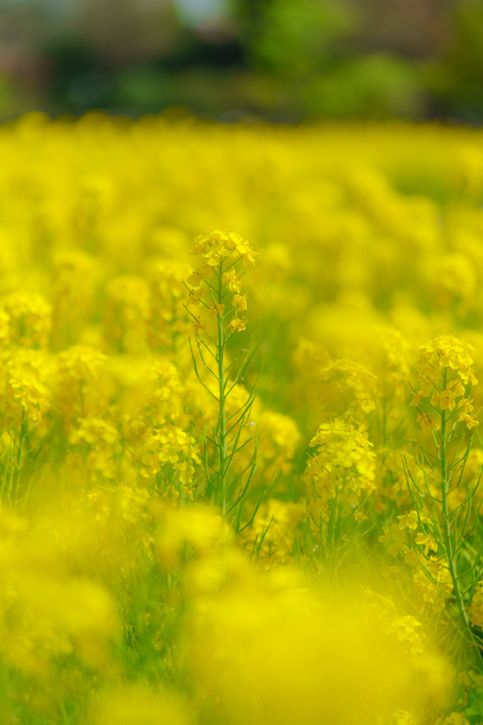 菜の花（DSC08408９