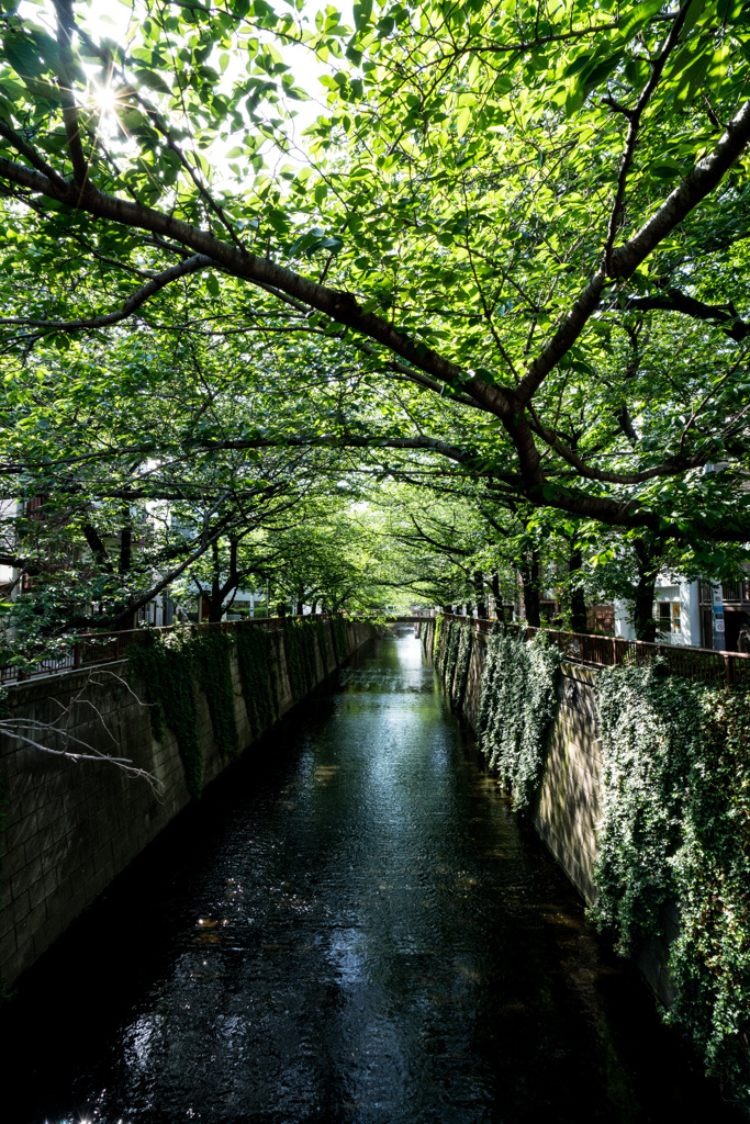 新緑の桜