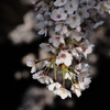 クールな桜（中目黒）