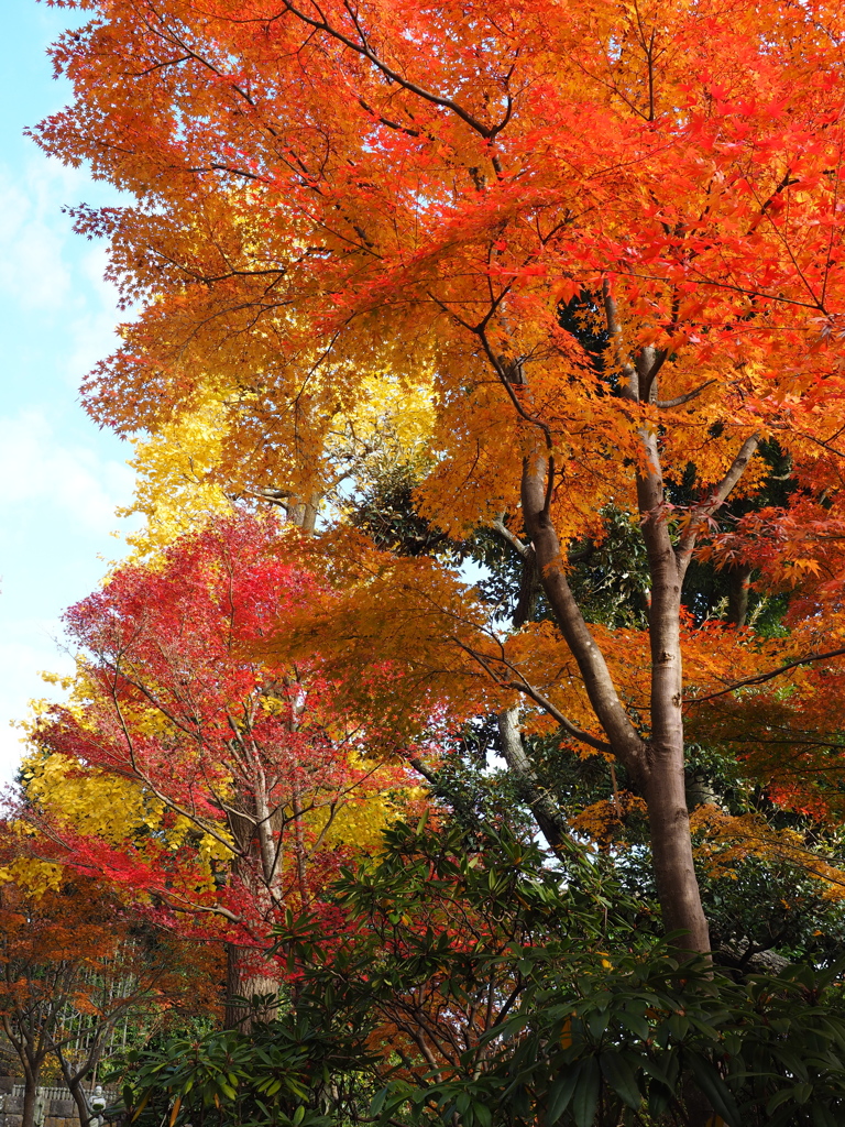 長谷寺の紅葉　１－７