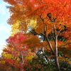 長谷寺の紅葉　１－７