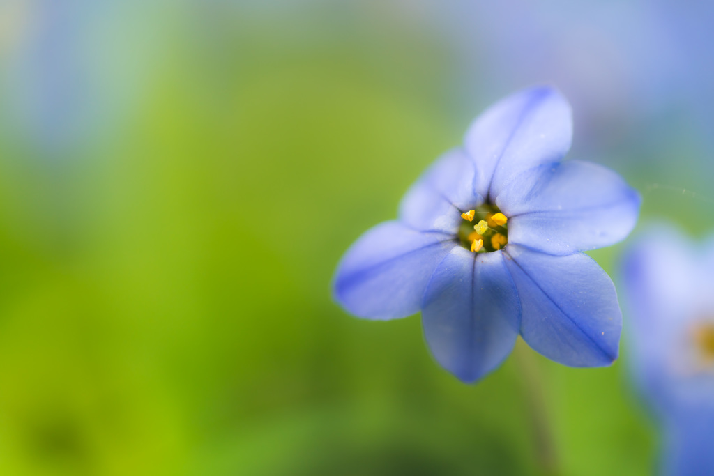 花ニラの花（DSC08661）