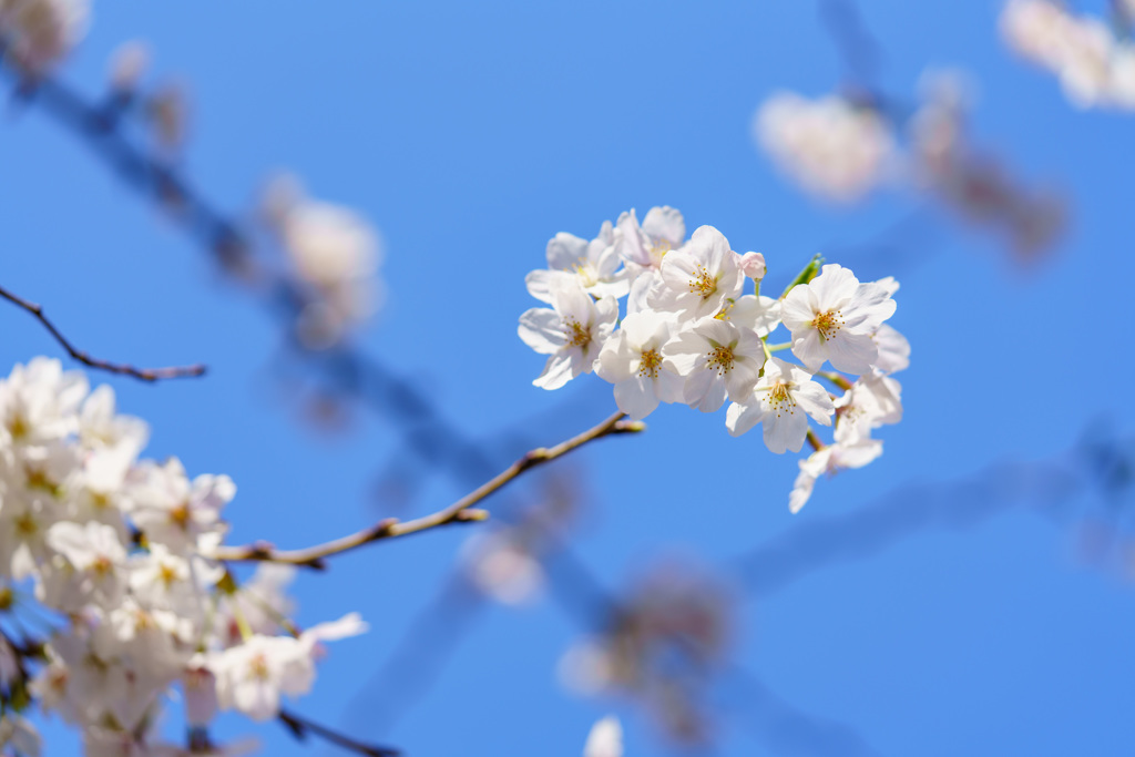 目黒川沿い桜５（DSC07971）