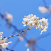 目黒川沿い桜５（DSC07971）