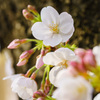 目黒川沿い桜６（DSC07748）