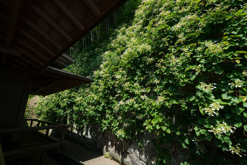 東慶寺　イワガラミ②