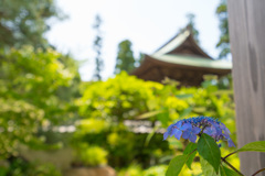 円覚寺　あじさいと山門