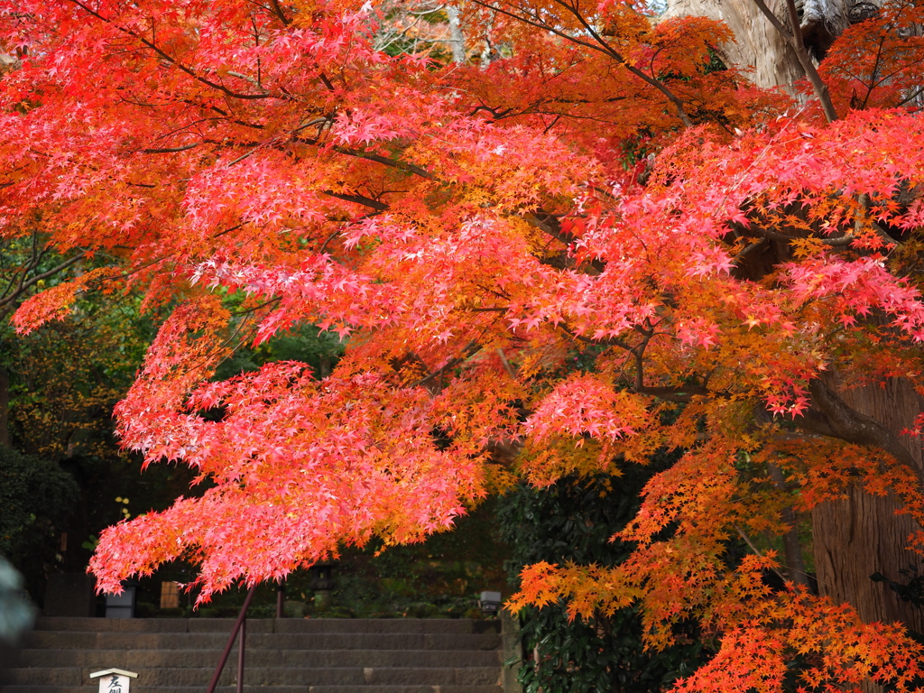 長谷寺の紅葉　１－３