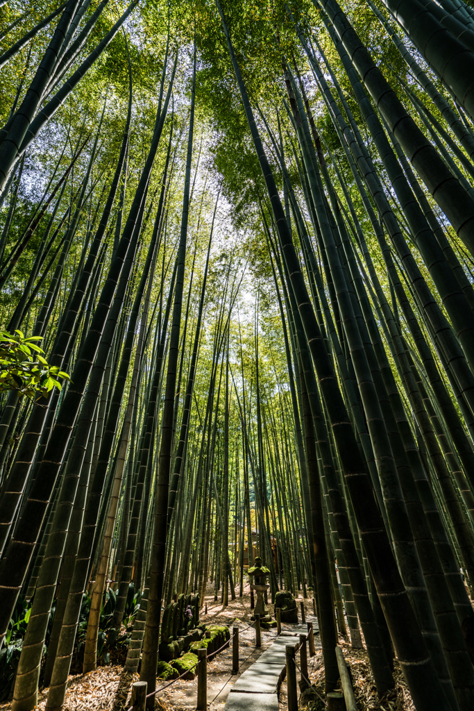 報国寺　竹の庭