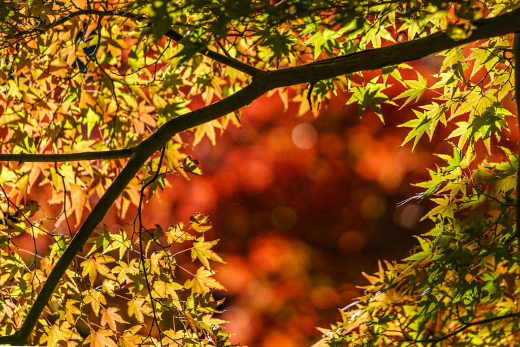 北鎌倉　円覚寺の紅葉_DSC07392