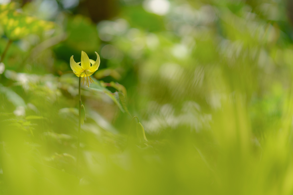 カタクリの花（DSC08386）