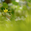 カタクリの花（DSC08386）