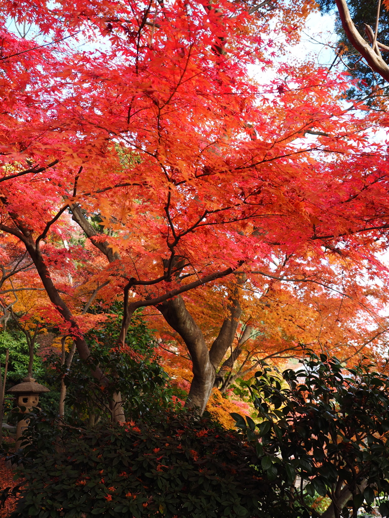 長谷寺の紅葉　１－６