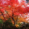 長谷寺の紅葉　１－６
