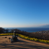 二宮　吾妻山公園菜の花．６