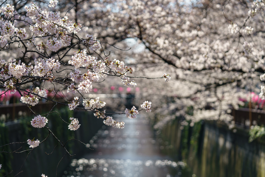 目黒川沿い桜１（DSC07937）