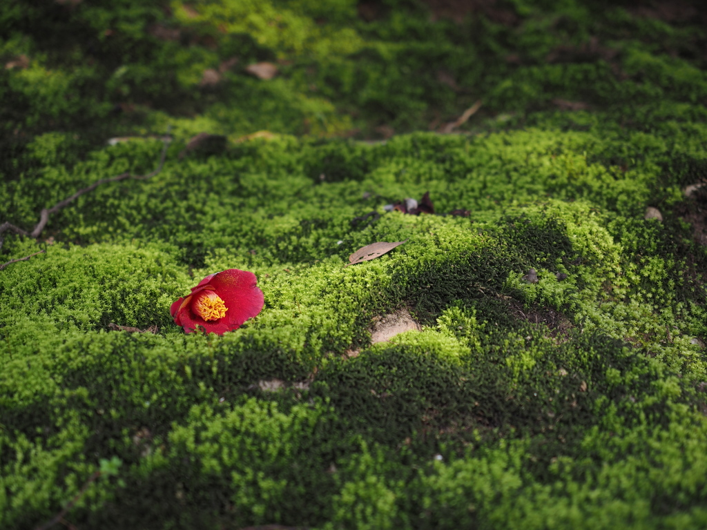 苔の上に落ちて春が来る（岡山 後楽園にて）