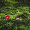 苔の上に落ちて春が来る（岡山 後楽園にて）