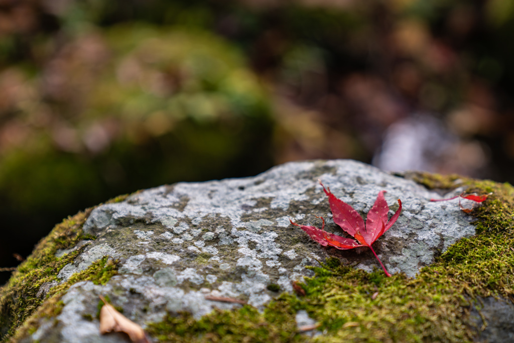 東口本宮冨士浅間神社の紅葉祭_DSC07015