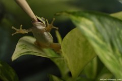 アマガエルの食事 その１