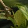 アマガエルの食事 その１