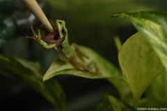 アマガエル食事 その４