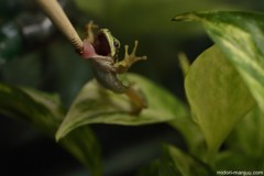 アマガエル食事 その３
