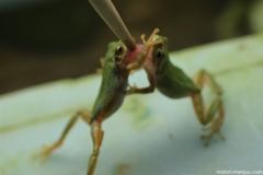 カエル相撲