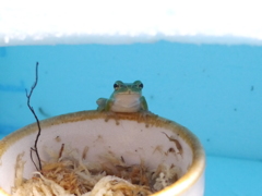 おちょこの淵にて