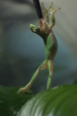 アマガエルのいただきまーす。