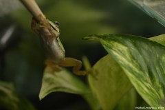 アマガエルの食事 その２