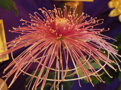 宝石のような花