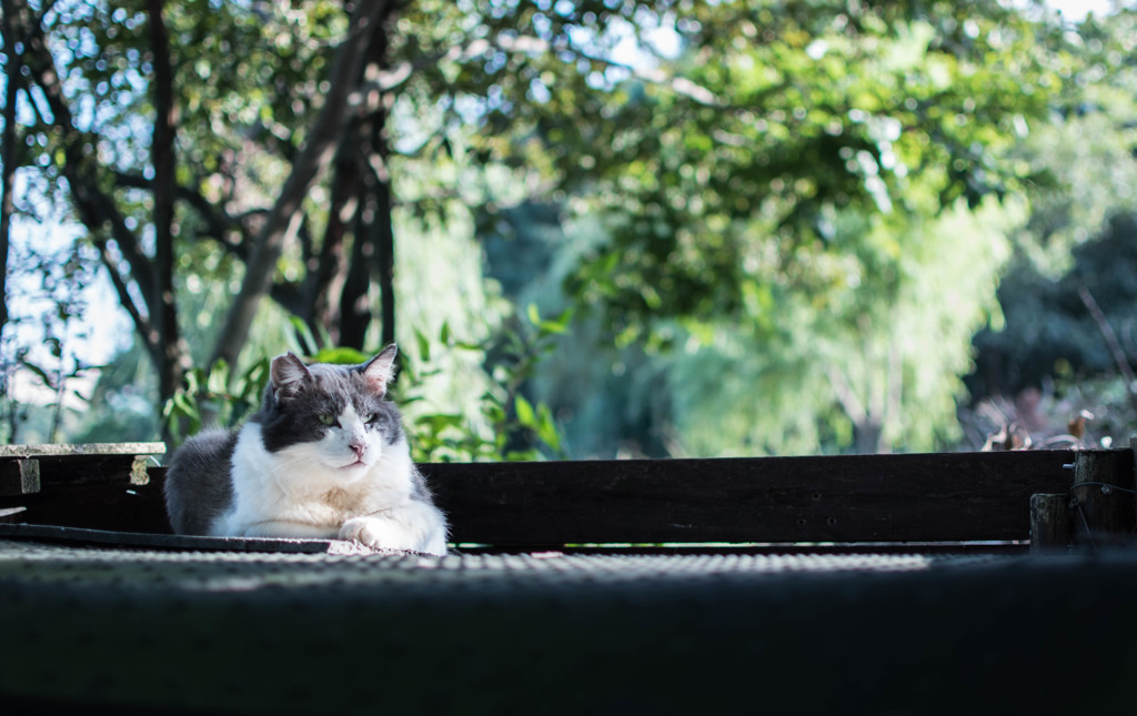 猫の番人