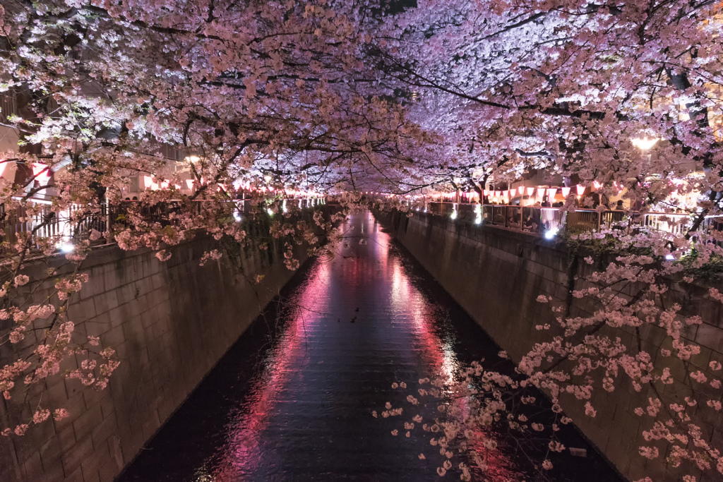 桜色に染めて