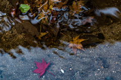 水の中の秋色