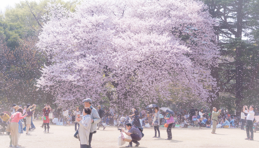 人と桜