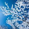 雪の枝