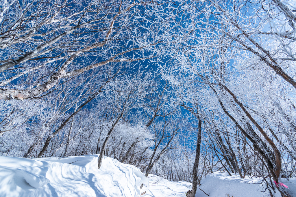 雪化粧