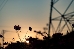 夕日と秋桜と鉄塔と