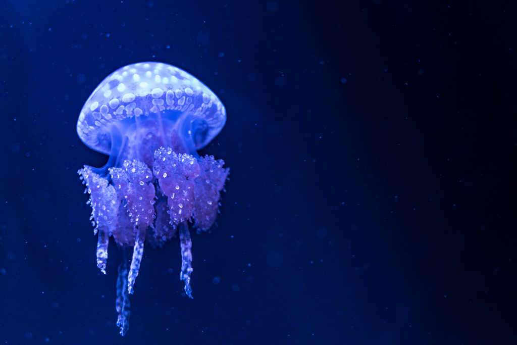 jellyfish