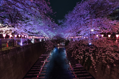 夜桜Light