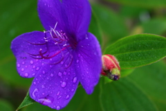 水も滴るいいお花