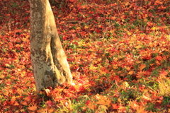 秋絨毯