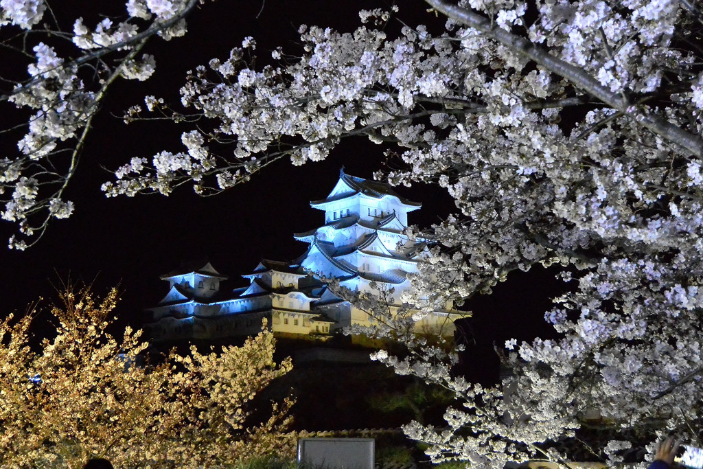 姫路城と夜桜ライトアップ ２ By Masami0219 Id 写真共有サイト Photohito